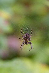 Garden Spider