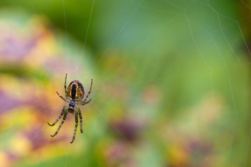 Spider