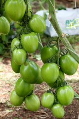 grappes de tomates vertes