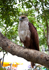 defective eagle