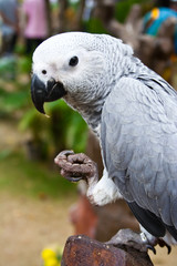 African Grey Parrot