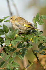 Greenfinch