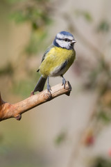 Blue Tit