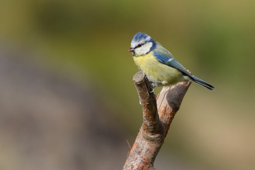 Blue Tit