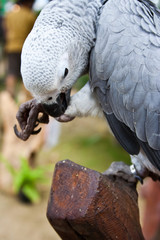 African Grey Parrot