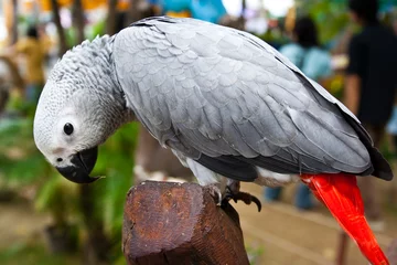 Foto op Plexiglas African Grey Parrot © pattarasiri virayasi