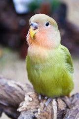Love bird