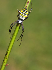 European white - yellow spider ( Argiope bruennichi )