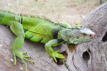green iguana