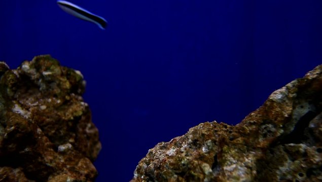 canthigaster compressa kugelfisch