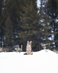 Coyote during winter