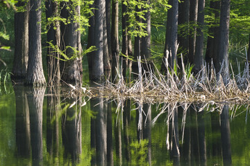 Obraz premium forest water