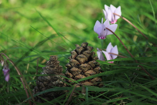 Zapfen