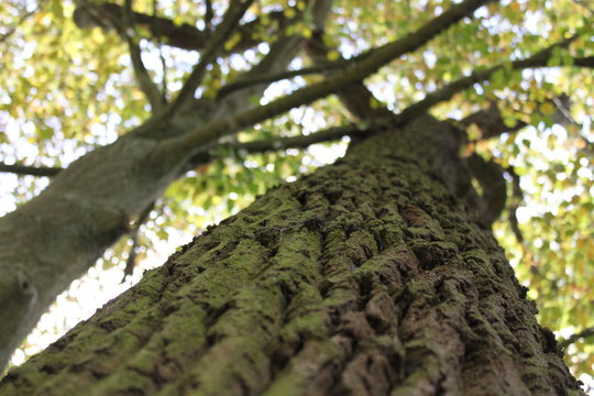 Baumrinde