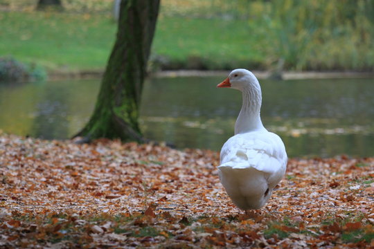 Gans Martin