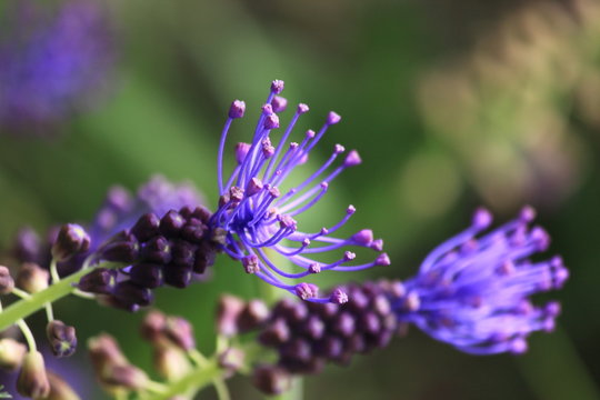 Lavendel