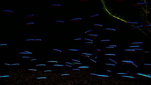 Ein Schwarm Neonfische Neonsalmler