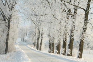 Winter rural road between the trees covered with frost