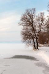 Tree by the frozen lake Balaton