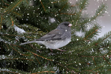 Junco In A Light Snowfall