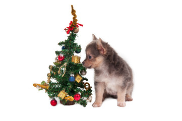 Chihuahua Puppy and Christmas Tree
