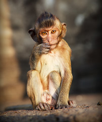 portrait of young macaque monkey in meditation