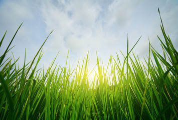 Fototapeta premium Grass