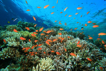 Obraz na płótnie Canvas Coral Reef and Tropical Fish