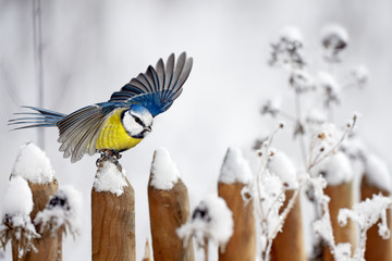 Blue Tit landing on a snow-covered garden fence