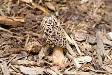 Close-Up-Of Morel Mushroom Growing in Mulch