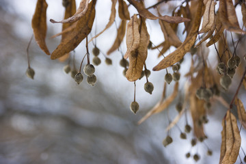 linden seeds