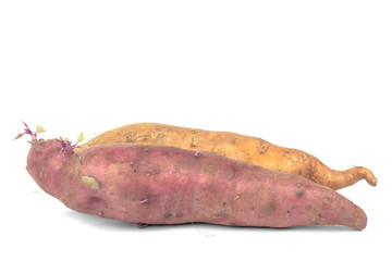 The sweet potato - batat