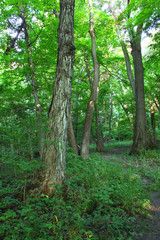 Forest Scenery - Shabbona, Illinois