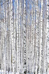  Winterberkenbos - winterse sereniteit. © Nobilior