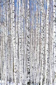 Fototapeta Winter birch forest - winter serenity.