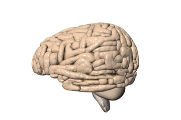 Human brain