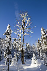 Winter forest scenery