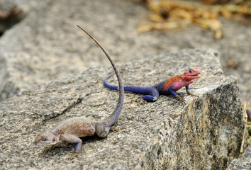 Male and Female of Mwanza flat-headed Agama