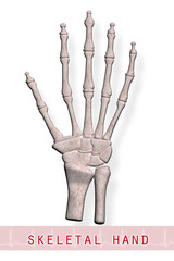 Skeletal hand