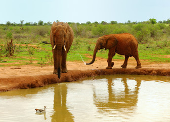 African Elephant drinking water