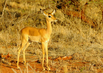 Impala female