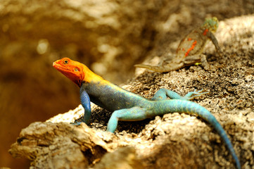 Male and Female of Red-headed Rock Agama