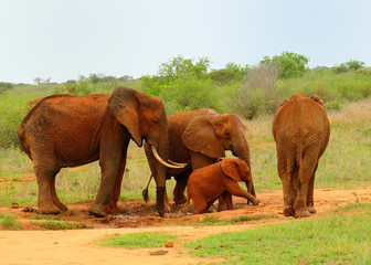 Fototapeta na wymiar African Elephant Family