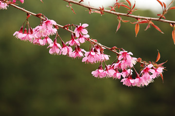 Pink Sakura Flowers