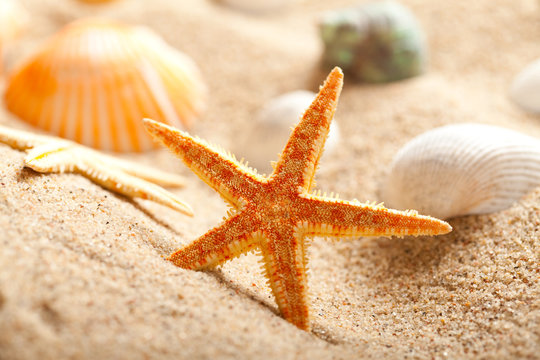 Sea Shells and starfish on sand