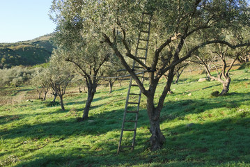 Olive Grove With Ladder