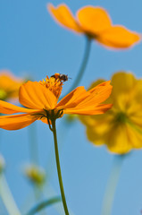 beautiful yellow and orange flower petals