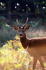 An Autumn Deer In Richmond Park
