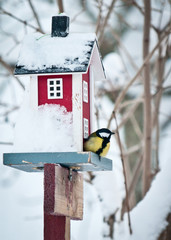 Great Tit © foppen
