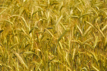 Wheat meadow background